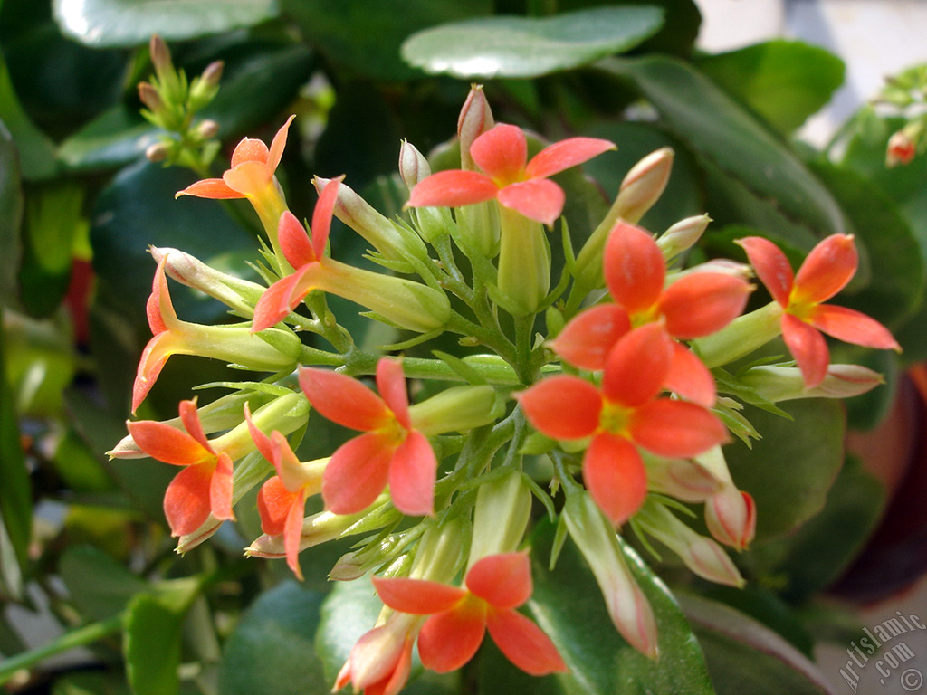 Kalanchoe plant`s flower.
