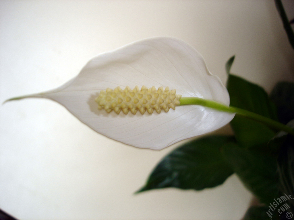 White color Peace Lily -Spath- flower.
