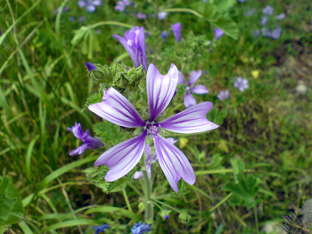 Purple color Erica flower.
