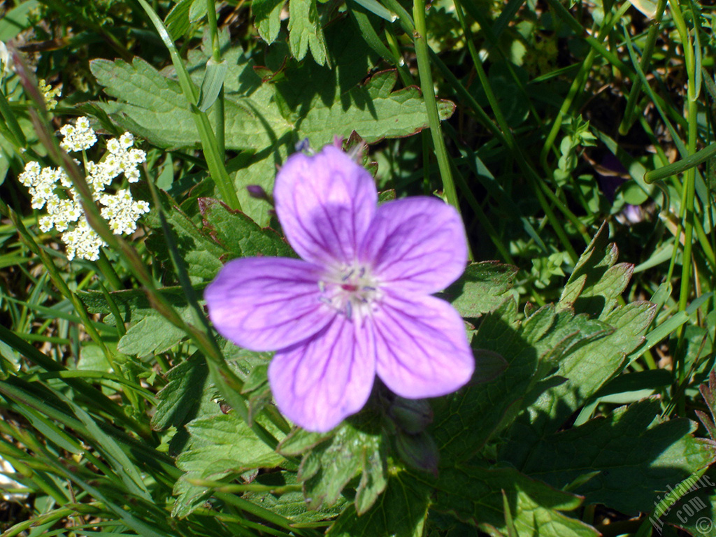 A flower photo.
