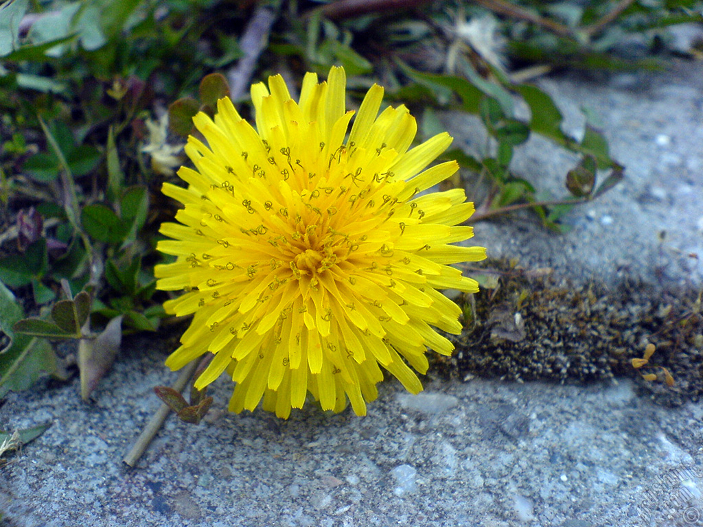 A yellow color flower from Asteraceae Family similar to yellow daisy.
