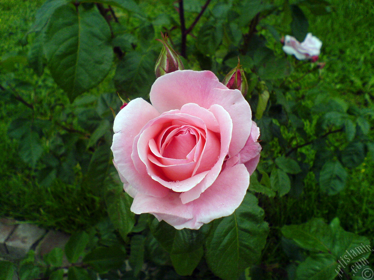 Pink rose photo.
