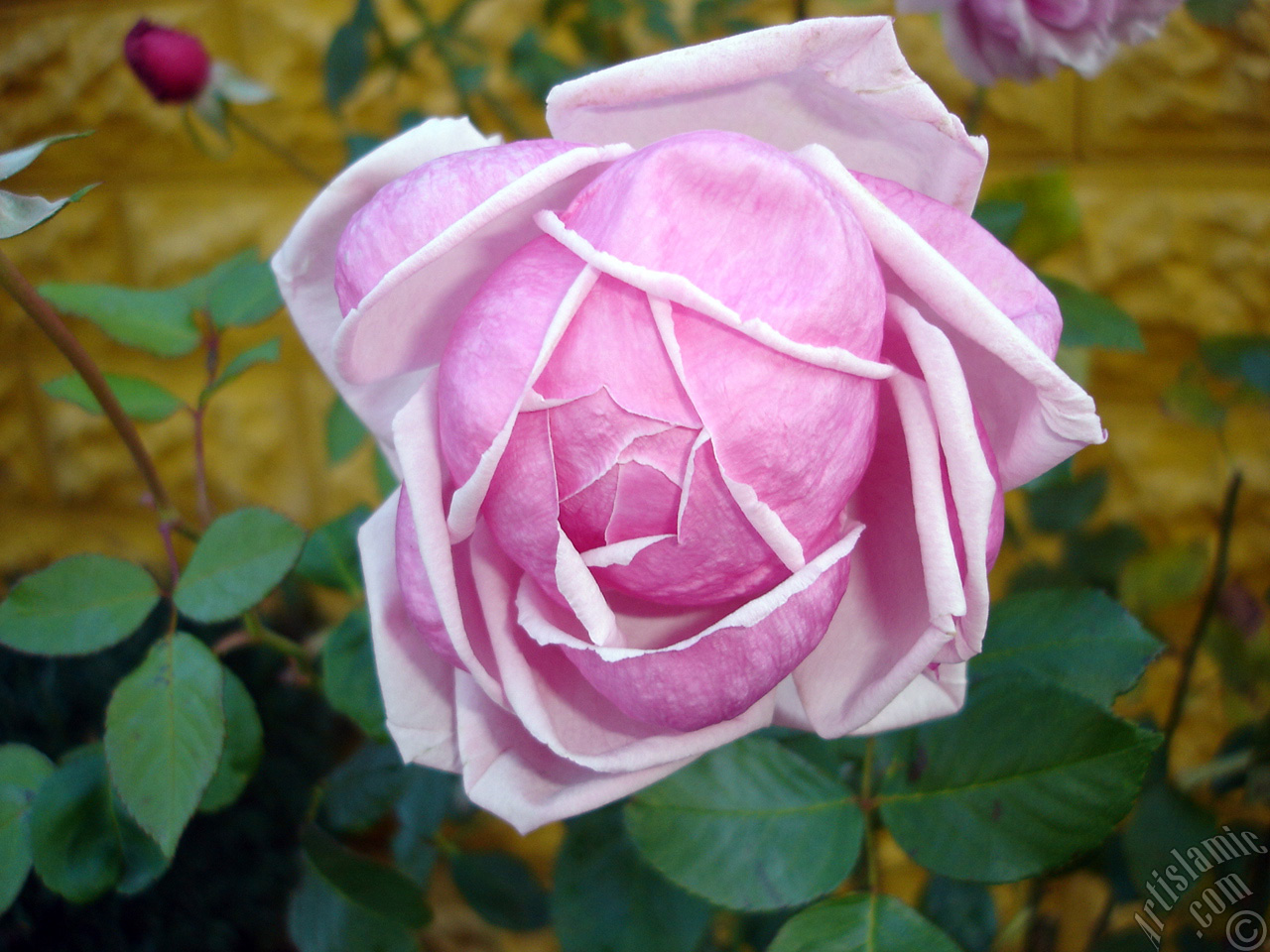 Pink rose photo.
