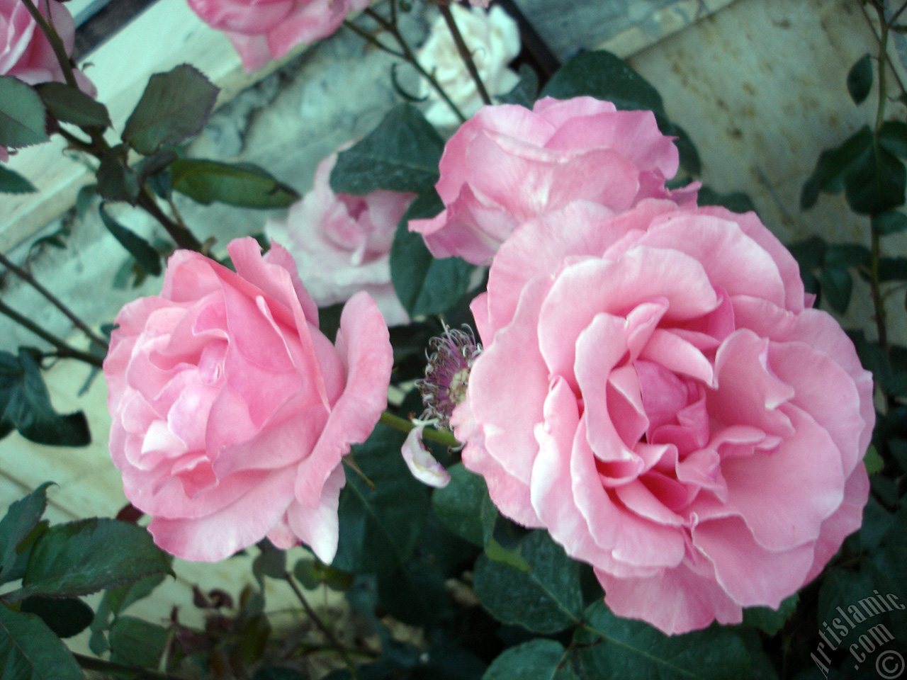 Pink rose photo.
