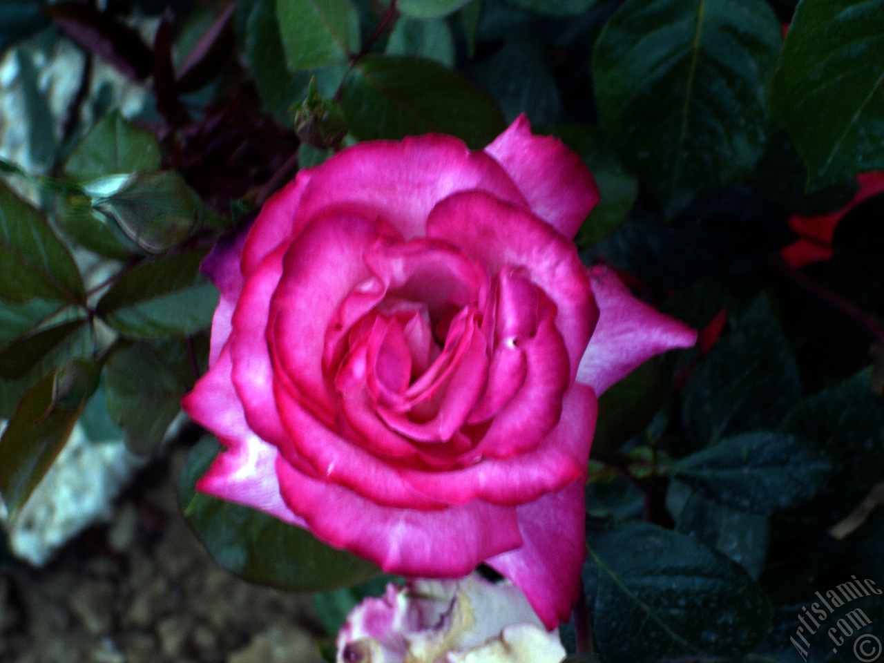 Pink rose photo.
