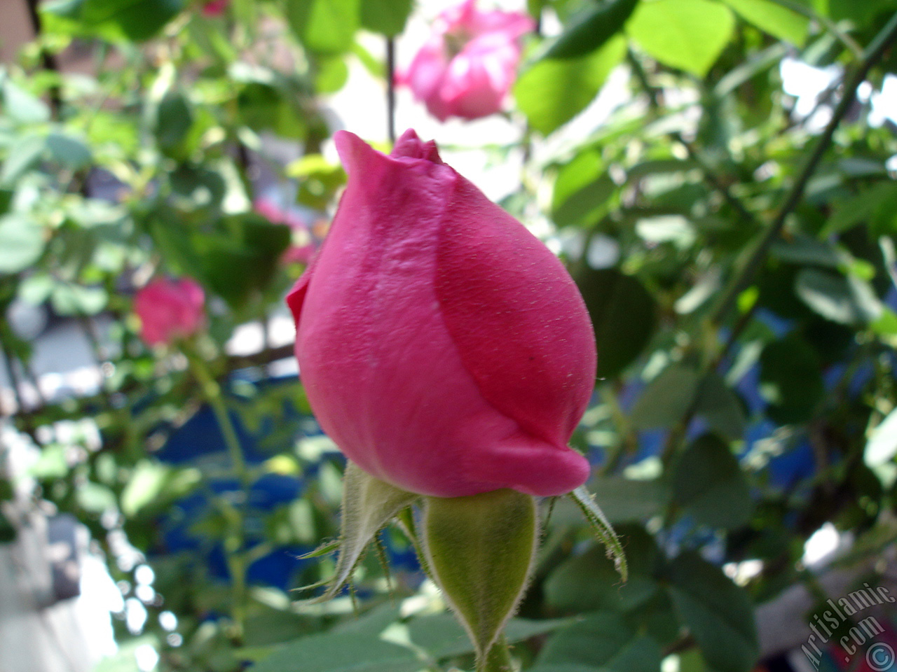 Pink rose photo.
