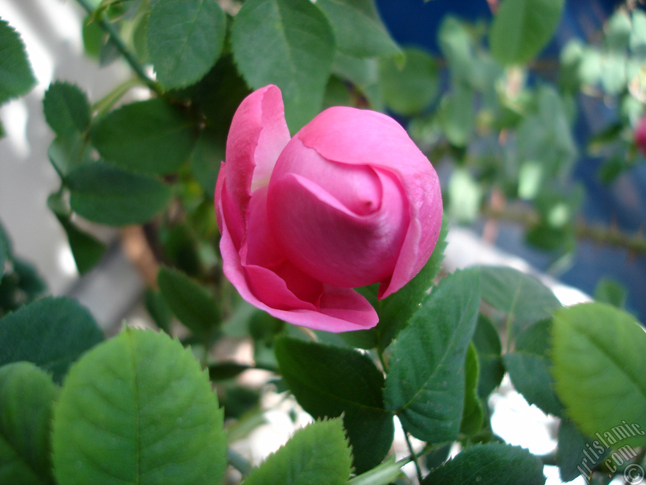 Pink rose photo.
