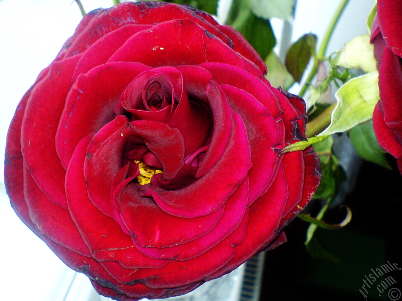 Red rose photo.
