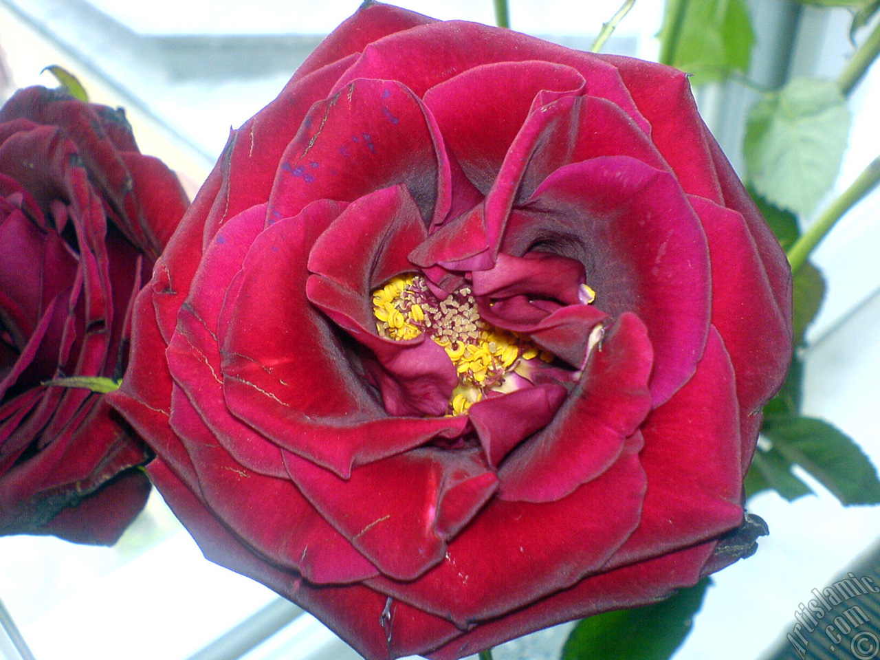 Red rose photo.
