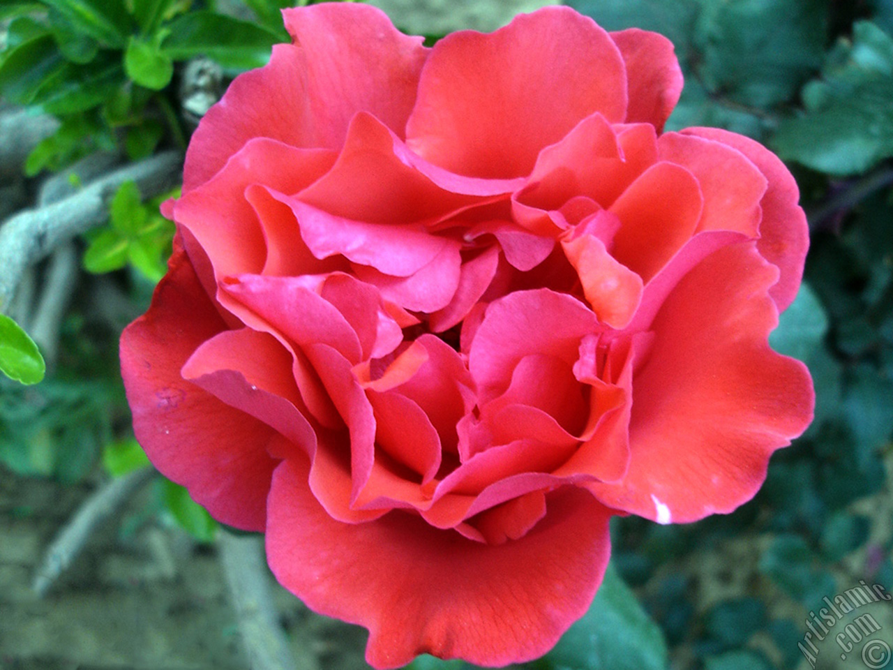 Red rose photo.
