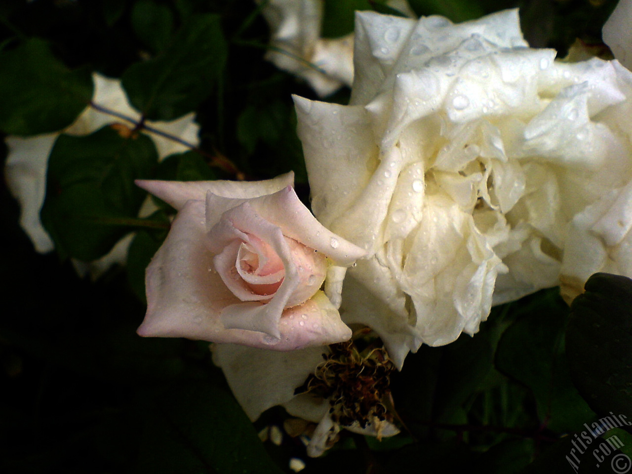 White rose photo.
