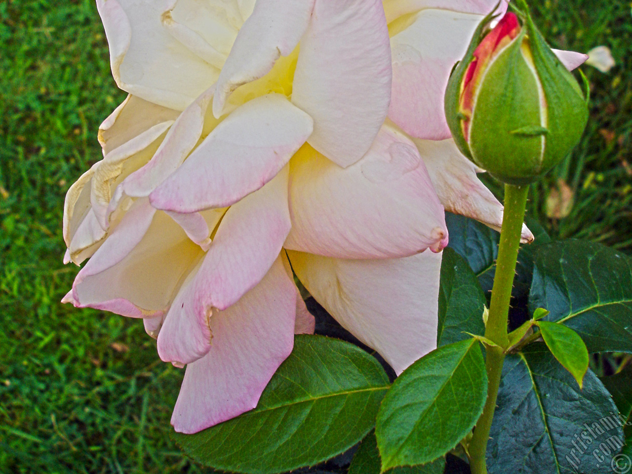 Variegated (mottled) rose photo.
