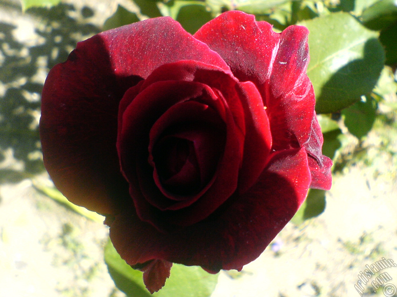 Burgundy Color rose photo.
