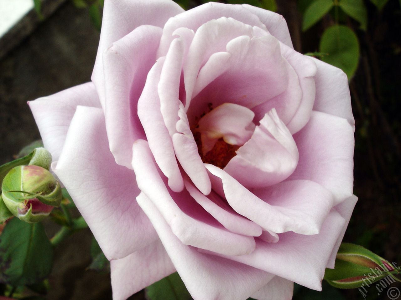 Lilac-color (lavender) rose photo.
