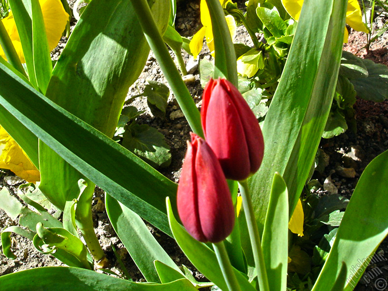 Red Turkish-Ottoman Tulip photo.
