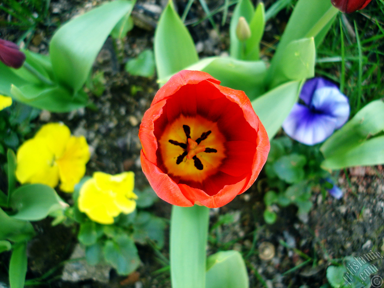 Red Turkish-Ottoman Tulip photo.
