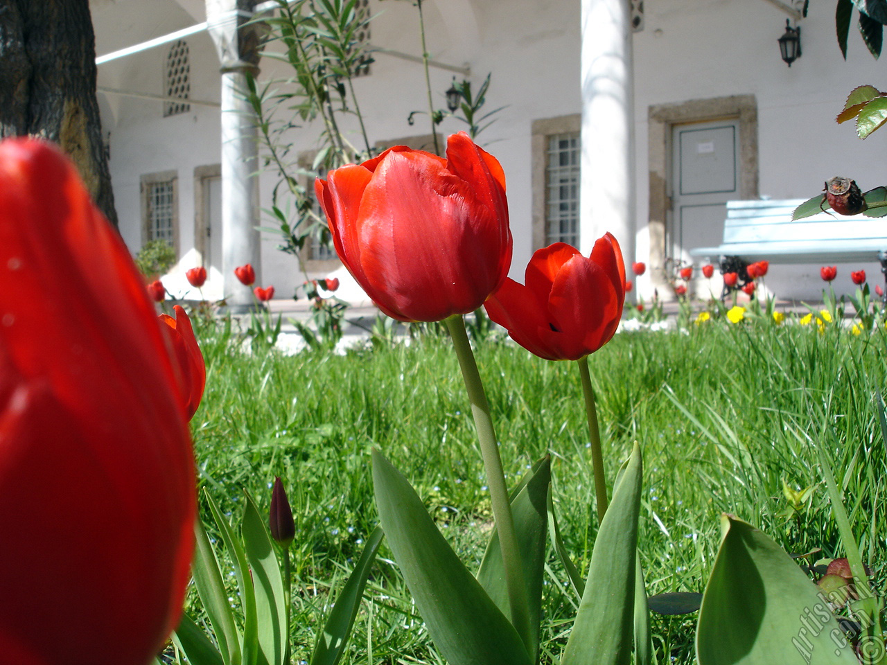 Red Turkish-Ottoman Tulip photo.
