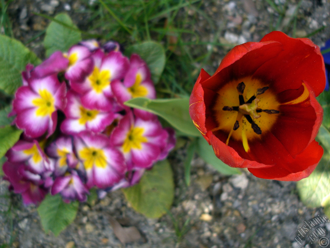 Red Turkish-Ottoman Tulip photo.
