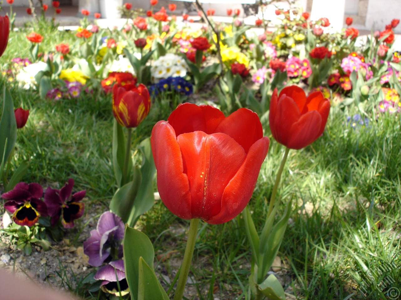 Red Turkish-Ottoman Tulip photo.
