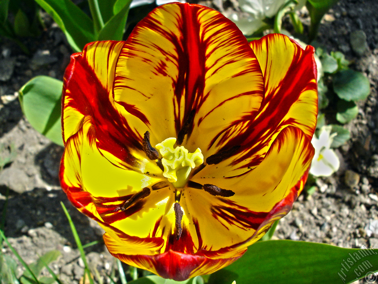 Red-yellow color Turkish-Ottoman Tulip photo.
