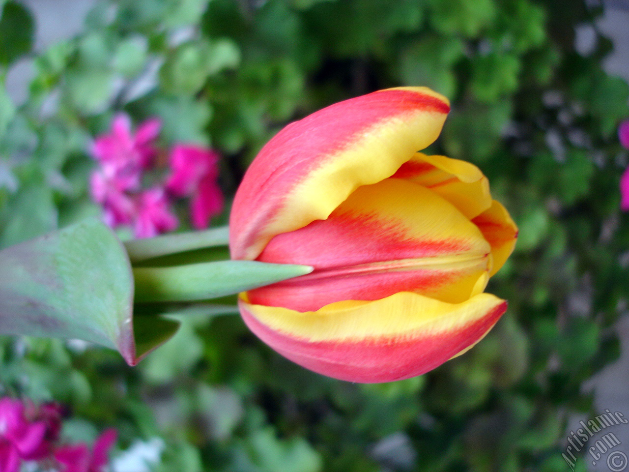 Red-yellow color Turkish-Ottoman Tulip photo.
