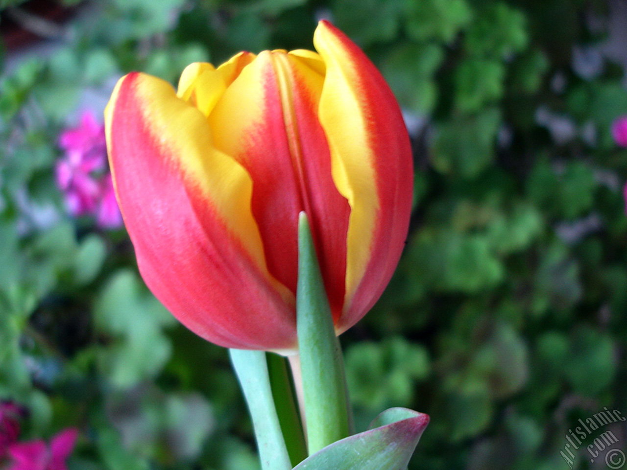 Red-yellow color Turkish-Ottoman Tulip photo.
