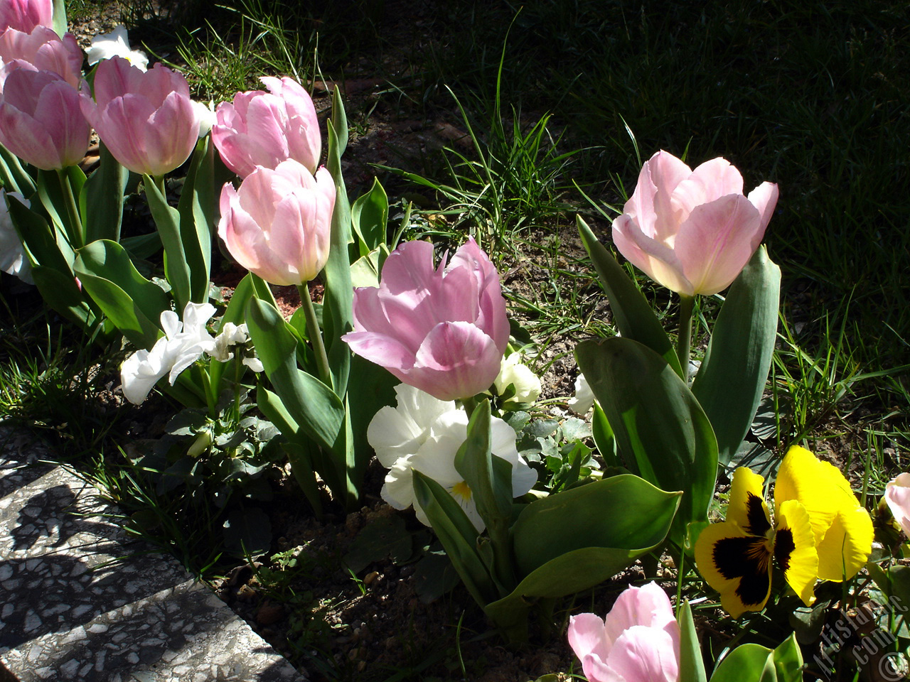 Pink color Turkish-Ottoman Tulip photo.
