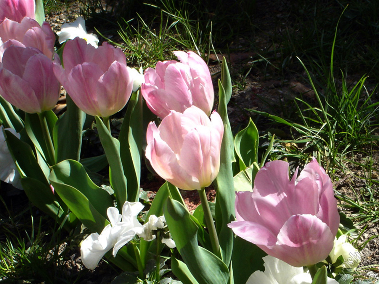 Pink color Turkish-Ottoman Tulip photo.
