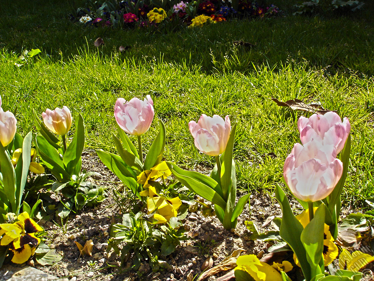 Pink color Turkish-Ottoman Tulip photo.
