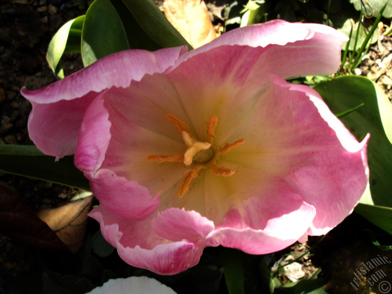 Pink color Turkish-Ottoman Tulip photo.
