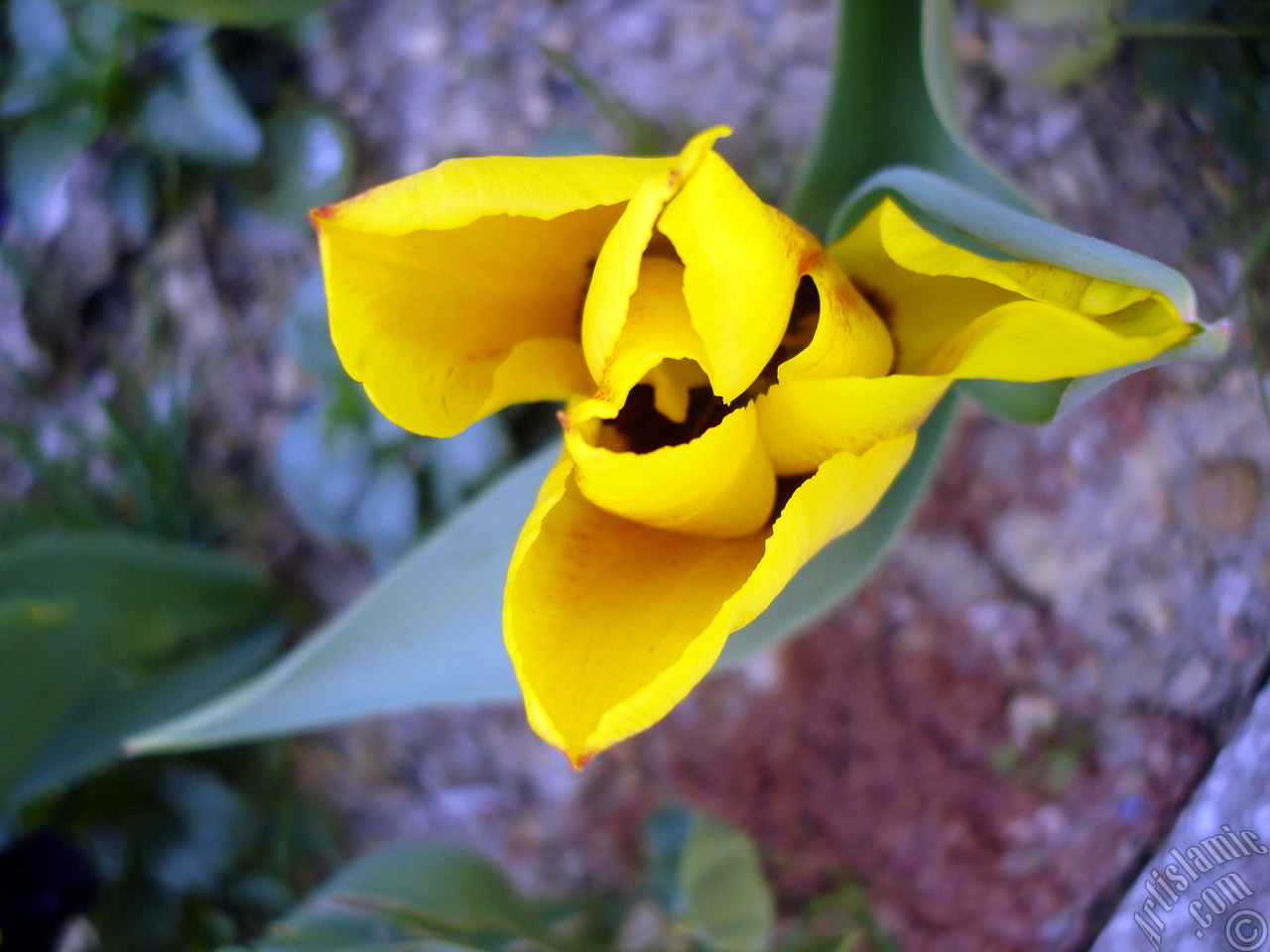 Yellow color Turkish-Ottoman Tulip photo.
