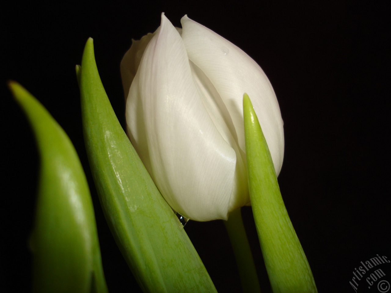 White color Turkish-Ottoman Tulip photo.
