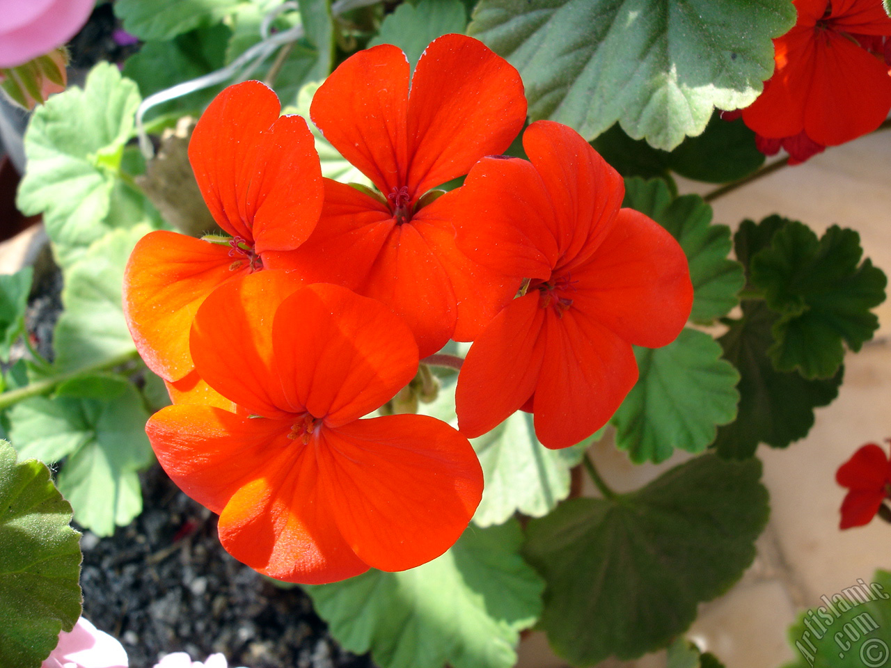 Red Colored Pelargonia -Geranium- flower.
