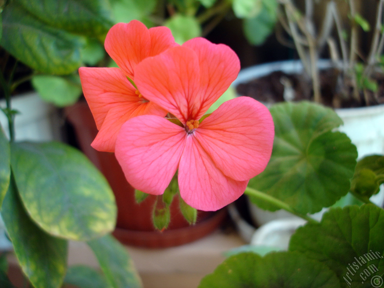 Red Colored Pelargonia -Geranium- flower.
