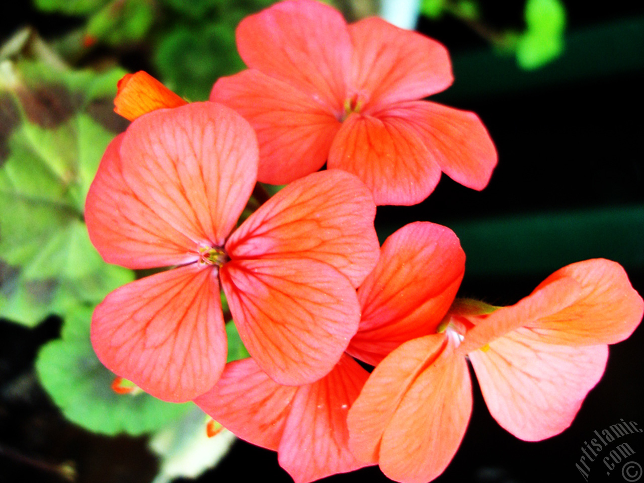 Red Colored Pelargonia -Geranium- flower.
