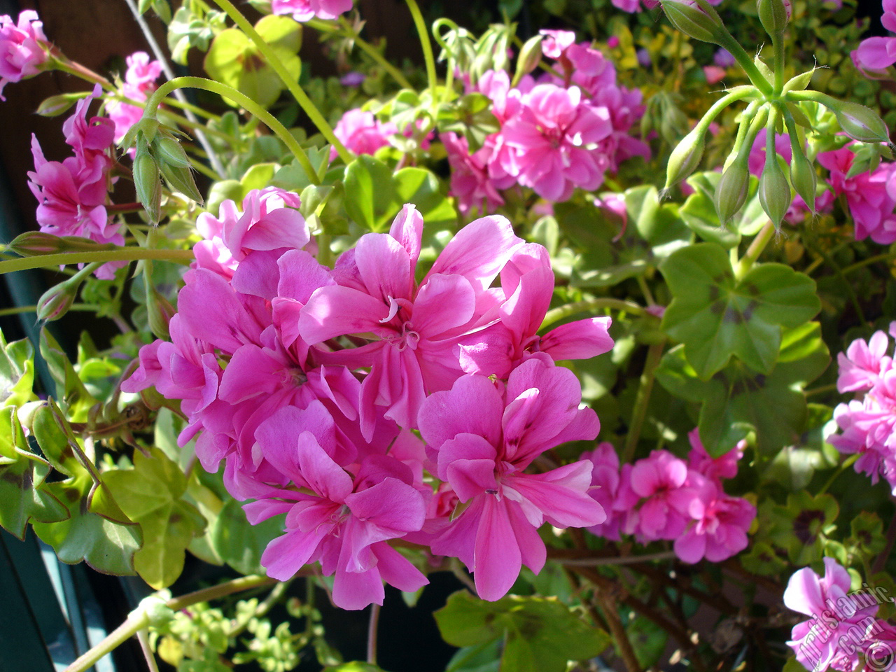 Pink Colored Pelargonia -Geranium- flower.
