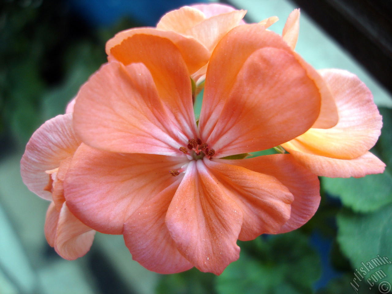 Pink Colored Pelargonia -Geranium- flower.
