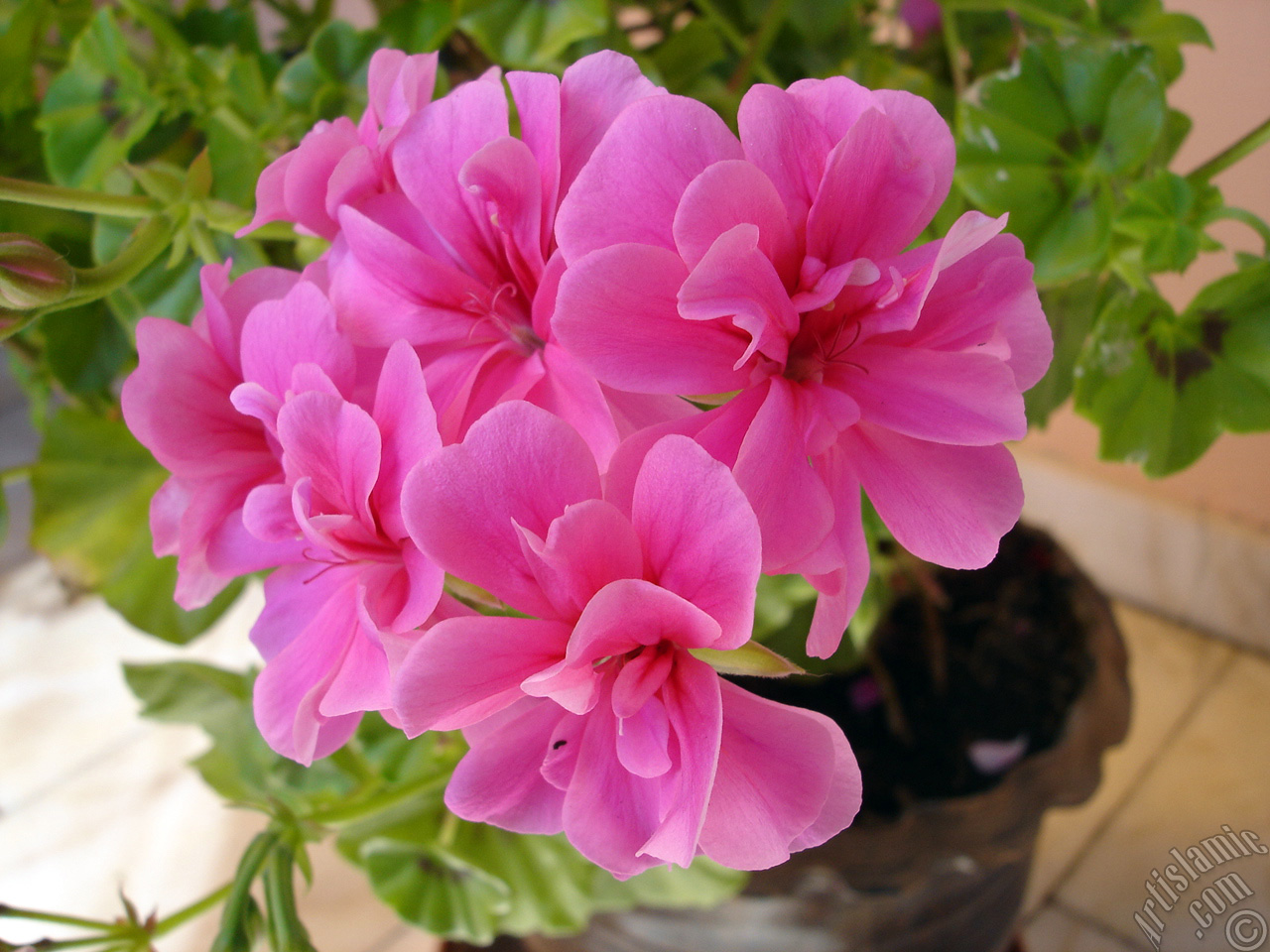 Pink Colored Pelargonia -Geranium- flower.
