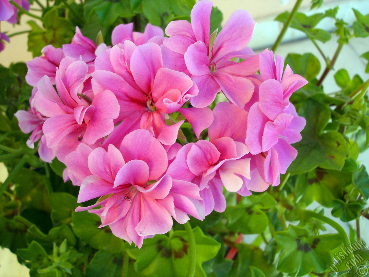 Pink Colored Pelargonia -Geranium- flower.
