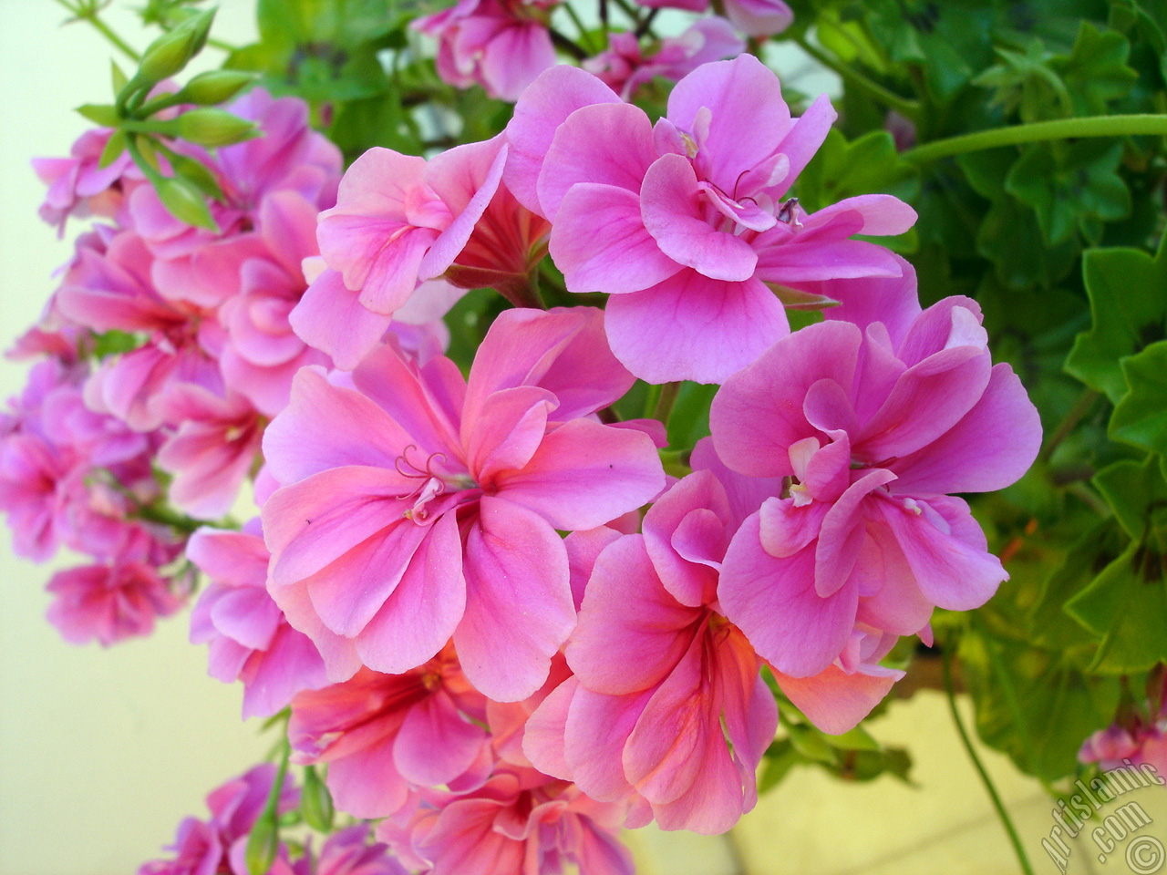 Pink Colored Pelargonia -Geranium- flower.
