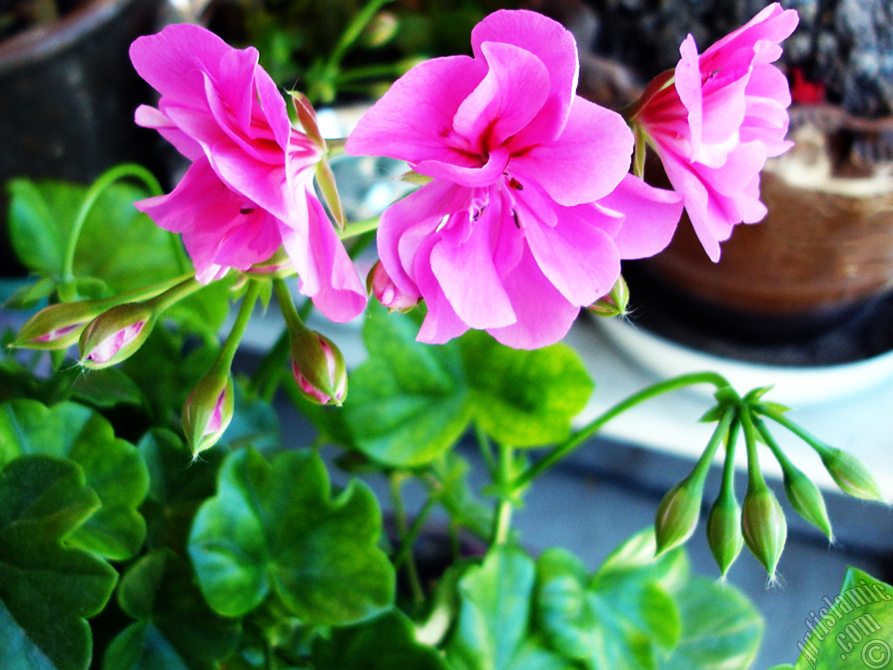 Pink Colored Pelargonia -Geranium- flower.
