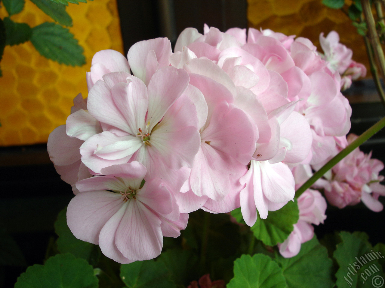 Pink Colored Pelargonia -Geranium- flower.
