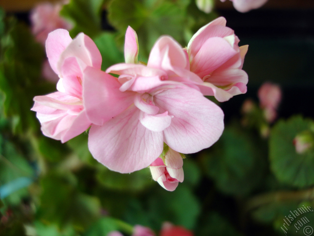 Pink Colored Pelargonia -Geranium- flower.
