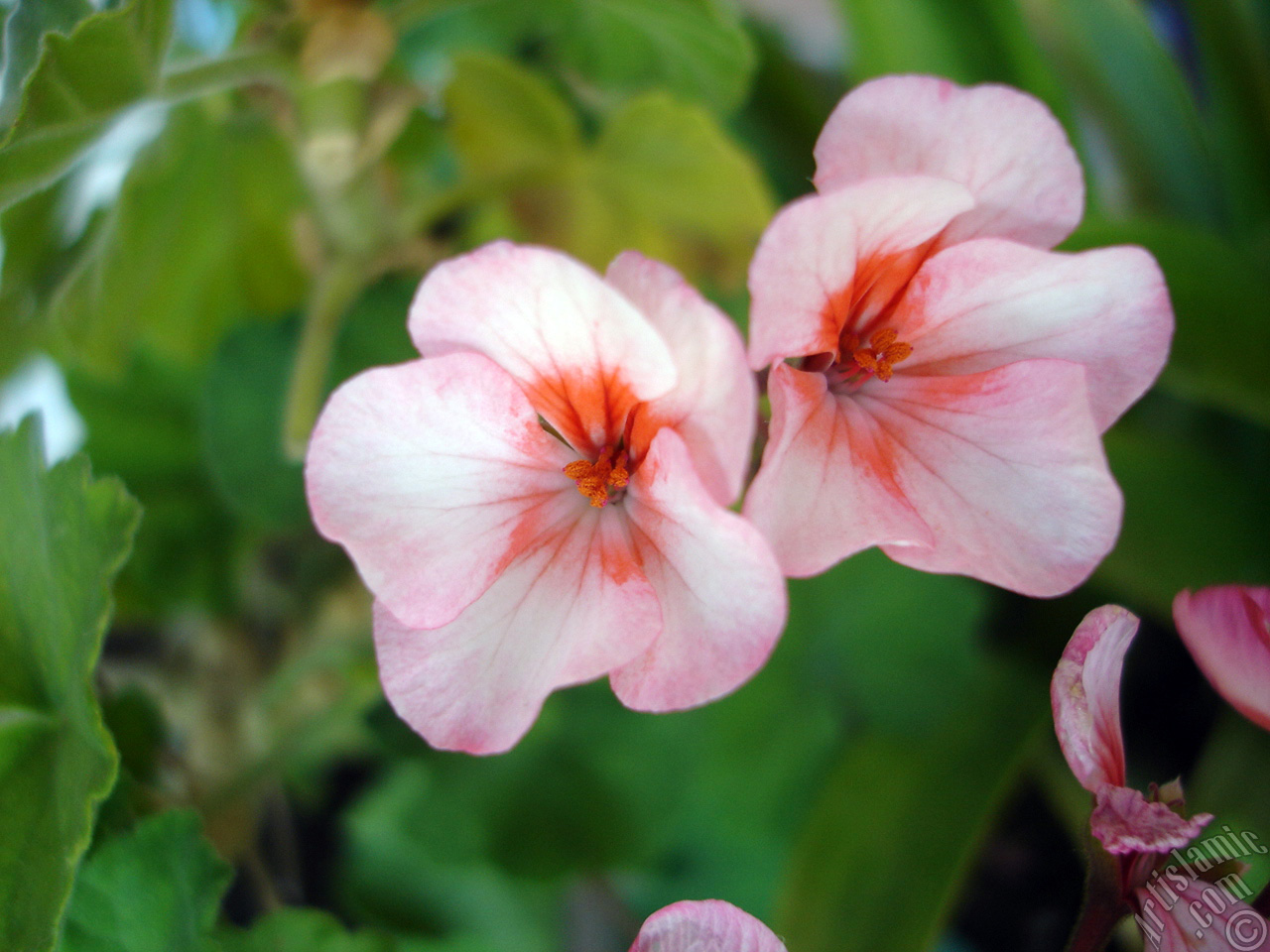 Pink and red color Pelargonia -Geranium- flower.
