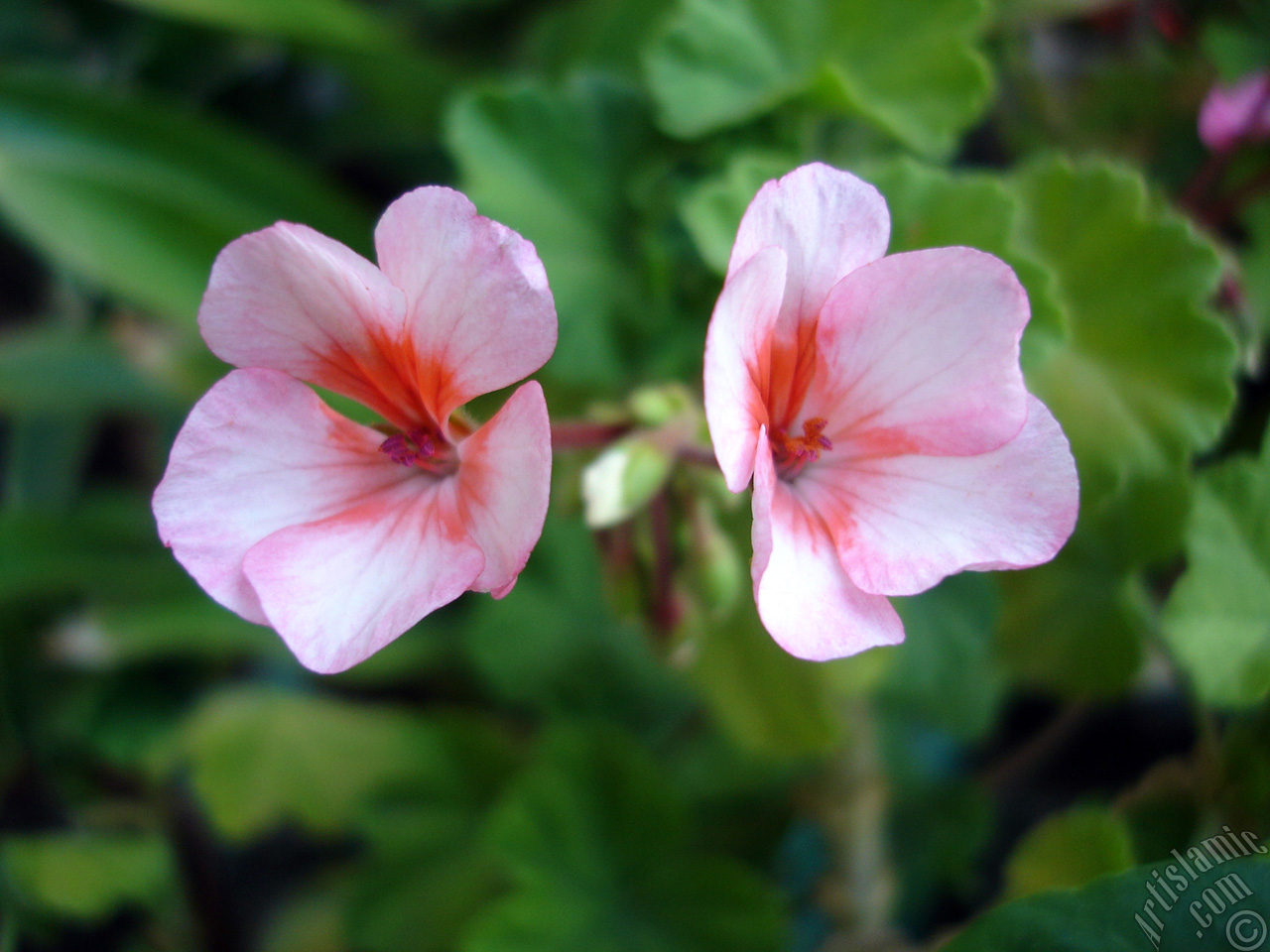 Pink and red color Pelargonia -Geranium- flower.
