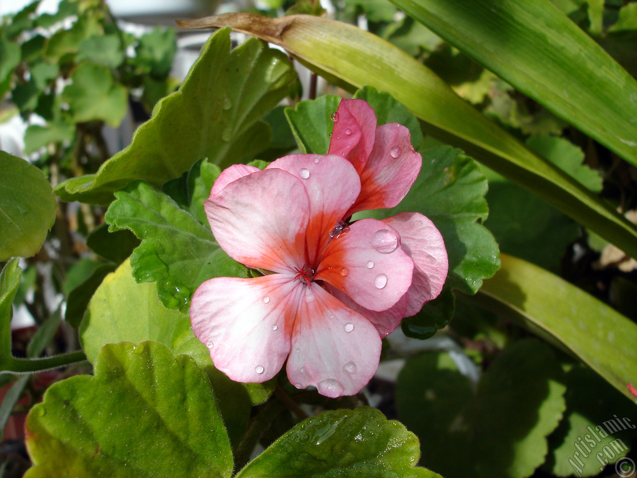 Pink and red color Pelargonia -Geranium- flower.
