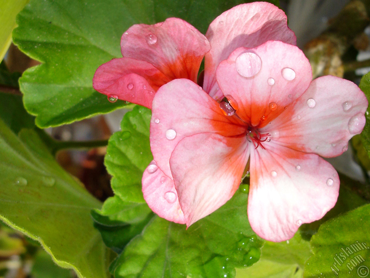 Pink and red color Pelargonia -Geranium- flower.
