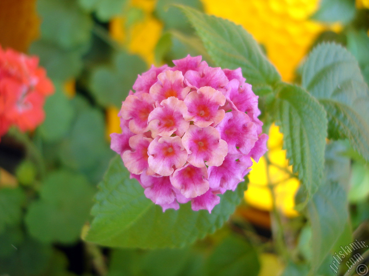 Lantana camara -bush lantana- flower.
