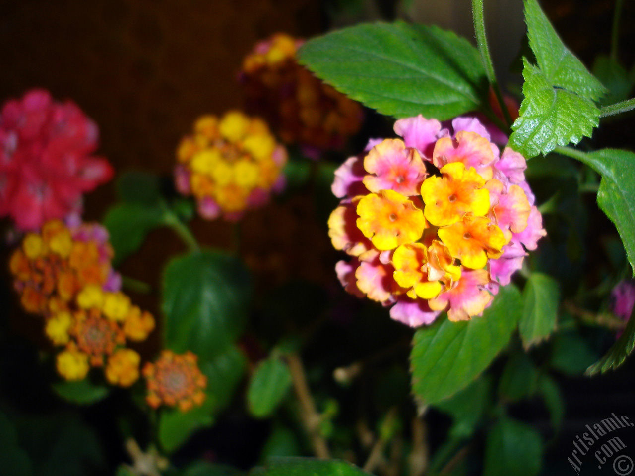 Lantana camara -bush lantana- flower.
