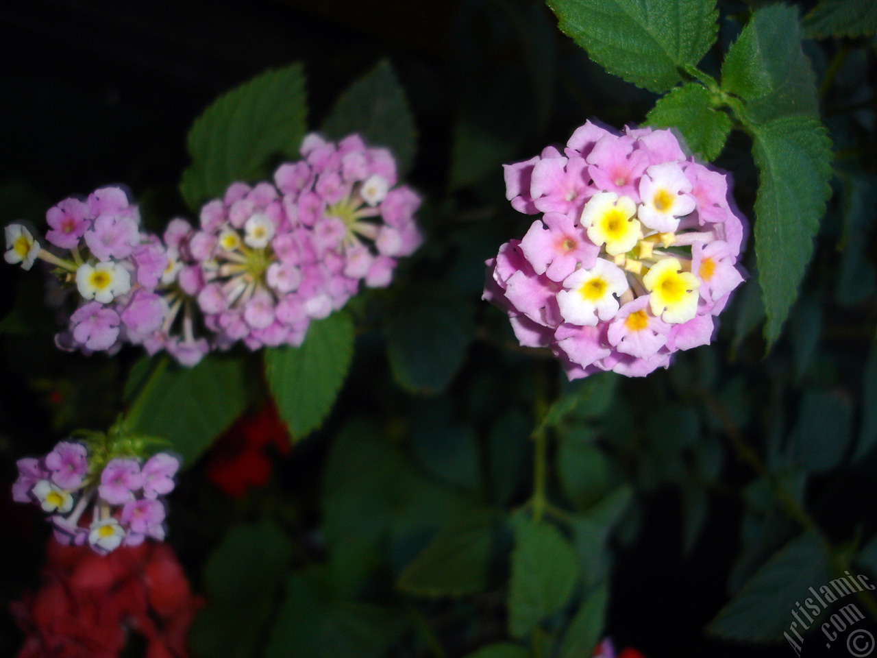 Lantana camara -bush lantana- flower.
